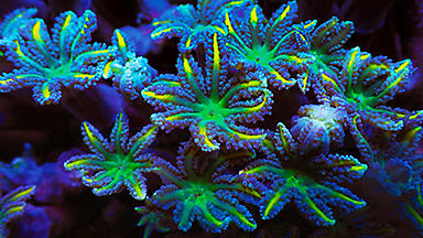 Brightly colored clove polyps coral in the Pacific East