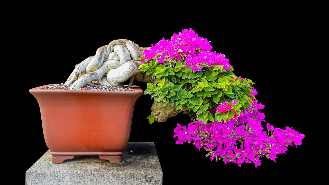 Wigert's Bonsai